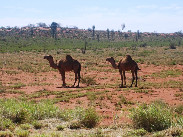 Wild camels at the roadside