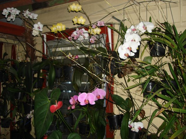 Orchids in Hi-Et