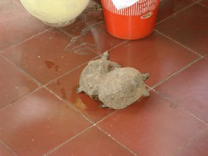 Tortoises in our hostel