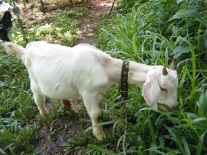 One of the twin baby goats