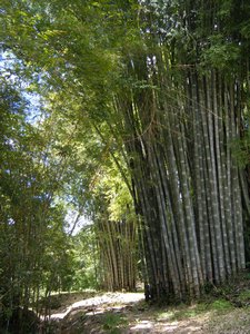 Massive bamboo