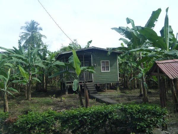 A typical house in the banana plantation.