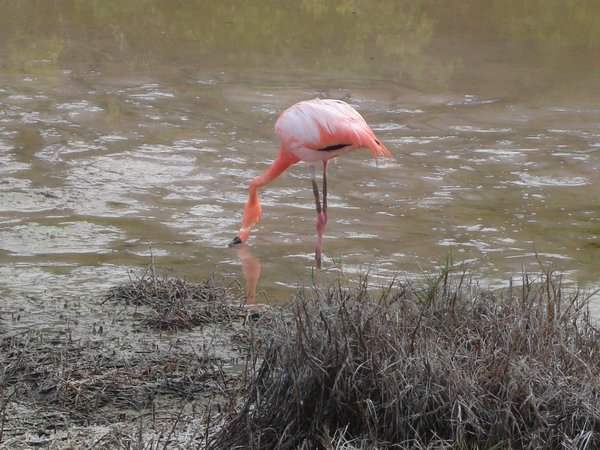 03-Flamingo