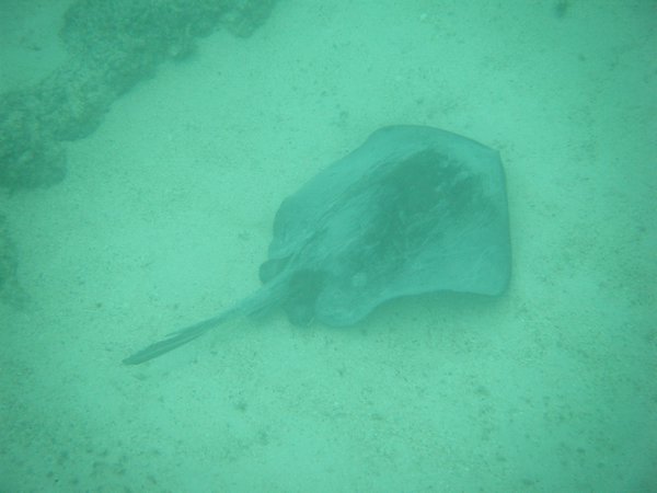 21- Marbled Ray