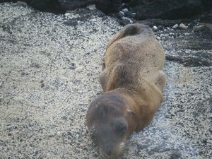 22-Abandoned Sea Lion