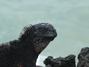 28-Iguana in close up
