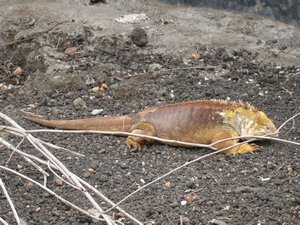 33-Land Iguana - nearly extinct