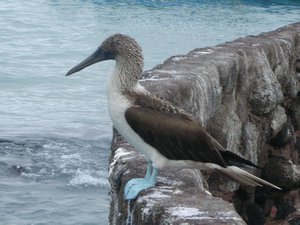 35-Blue footed boobie