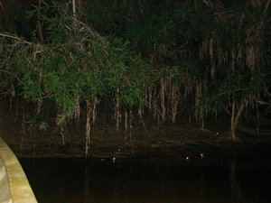 Eyes of the caimans