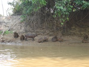A family of Capybara