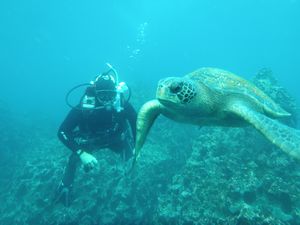 Diving with turtles