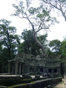 Tree growing out of the temple.