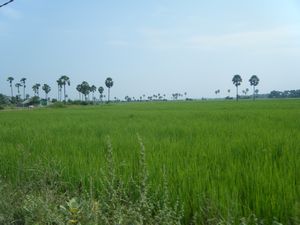 Paddy field just outside Phnom Penh