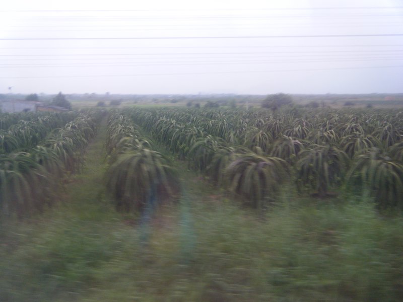 A bit blurry but there were fields upon fields of 