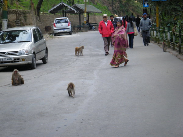 Monkeys in Darjeeling