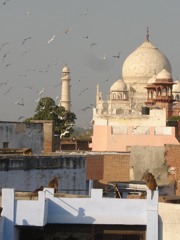 Monkeys, birds and the Taj Mahal