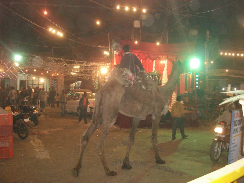 Night time camel