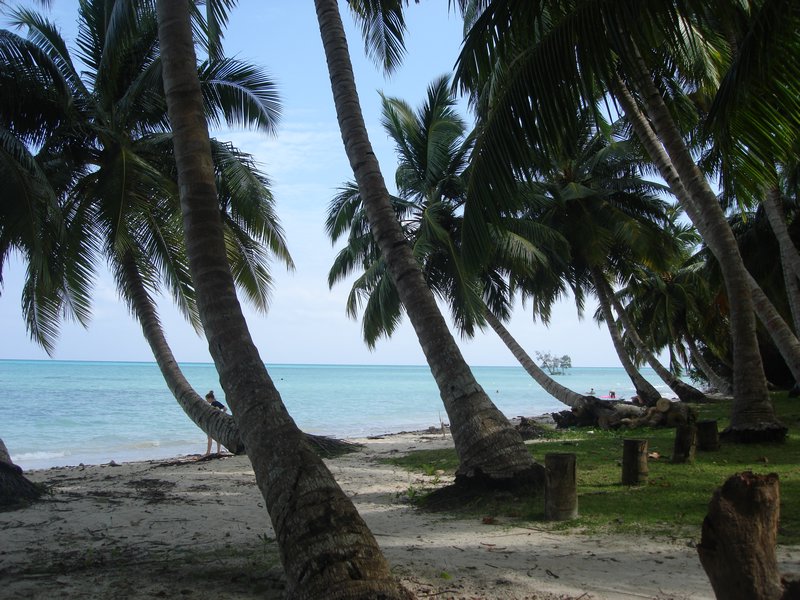 Coconut Gove