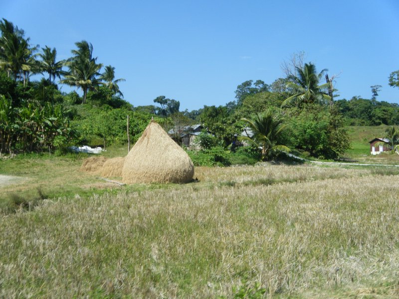 Hay stack
