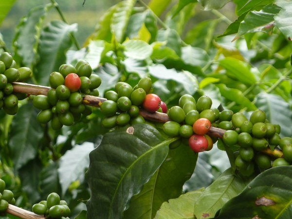 Coffee plant | Photo