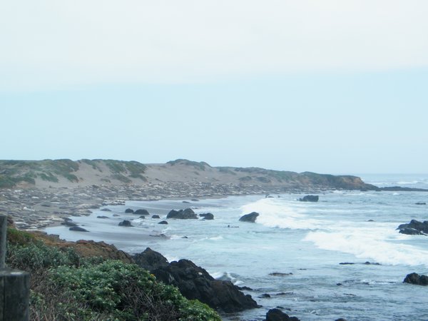 Elephant seal bay