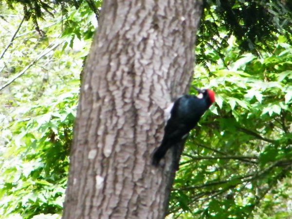 Mr. Woodpecker