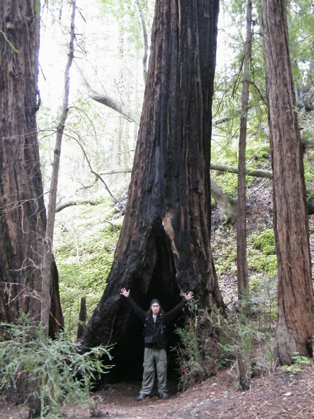 Huge redwood!