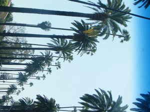 13-Beverly Hills Palm Trees