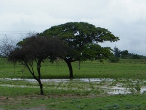 21-Cool tree outside Malindi