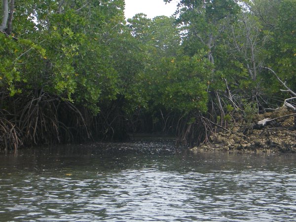 21-Mangroves along the channel