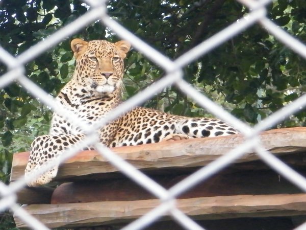 33-Another favorite pic of mine..badass leopard