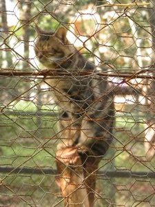 37-Wild cat that looks like a housecat