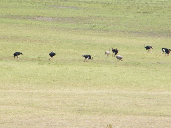 25-Ostriches