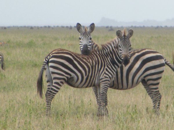 36-Zebras in their protective position, watching eachothers' backs