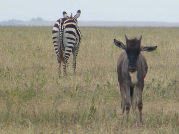 37-Zebra ass and a Wildebeest