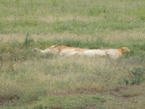 39-First site of lions but they were sleeping! and didn't get up!