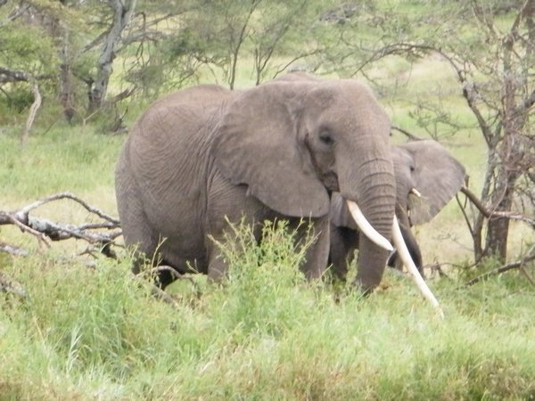 43-The eldest elephant, longest tusk