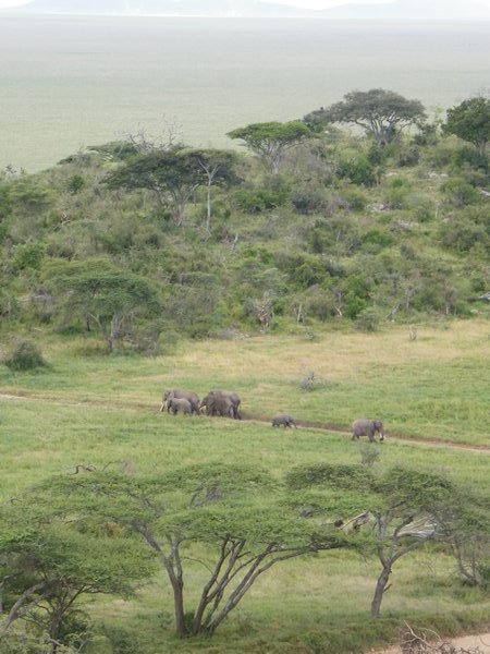 46-Elephants from a distance