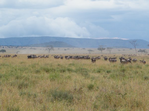 54-Thousands of the wildebeest!