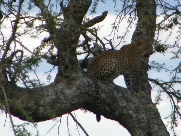 58-We spotted a leopard, so rare to see!