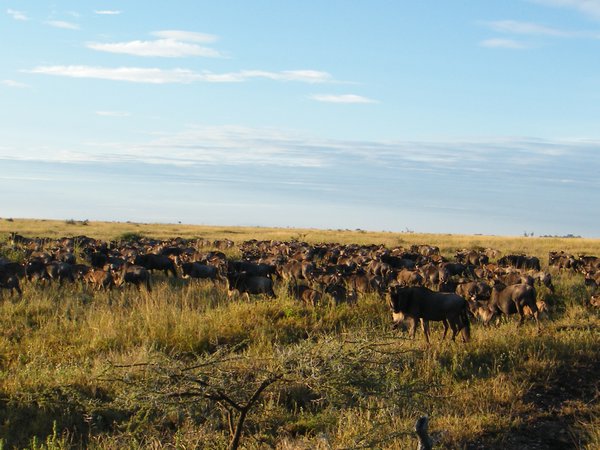 9-Loads of wildebeest