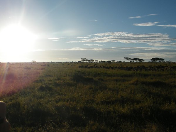 10-The Serengeti