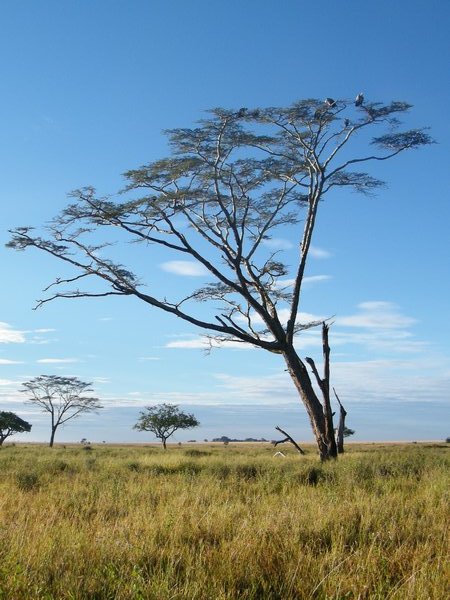 11-Acacia tree on the Serengeti
