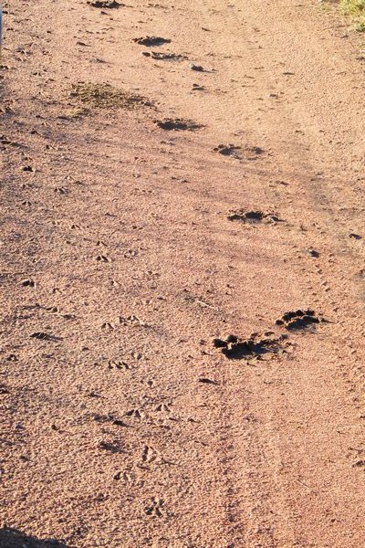 14-More lion tracks
