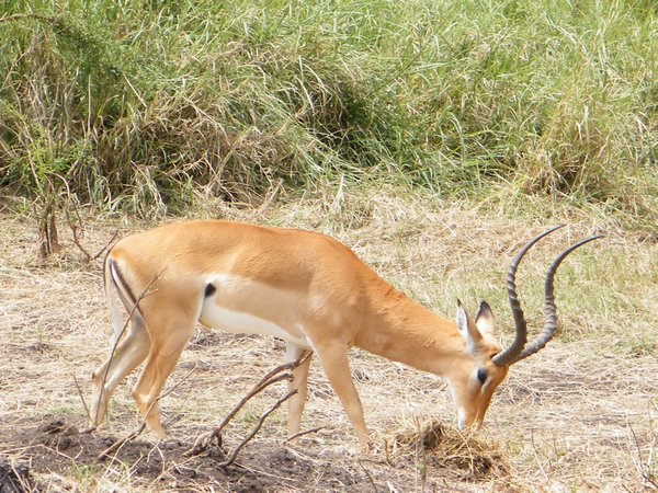 47-Impala grazing on the Serengeti