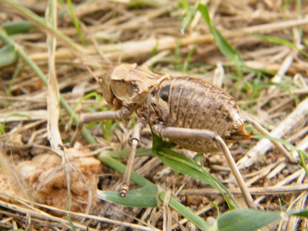 64-Weird little beetle
