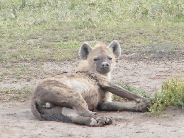 67-Hyena of the Serengeti