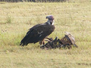 22-Vulture having lunch
