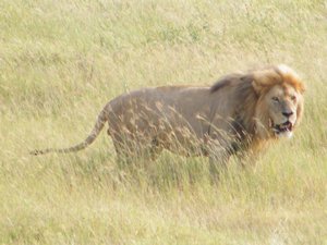 26-Lion on the Serengeti