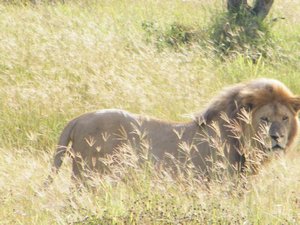 28-Badass lion on the Serengeti